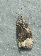 Apotomis capreana