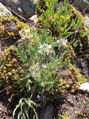 Oxytropis borealis viscida