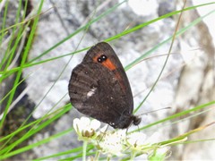 Erebia styx