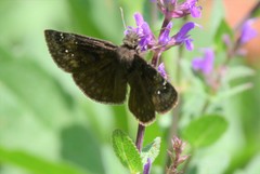 Erynnis baptisiae