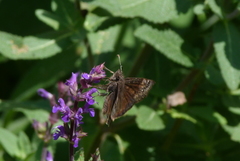 Erynnis baptisiae