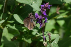 Erynnis baptisiae