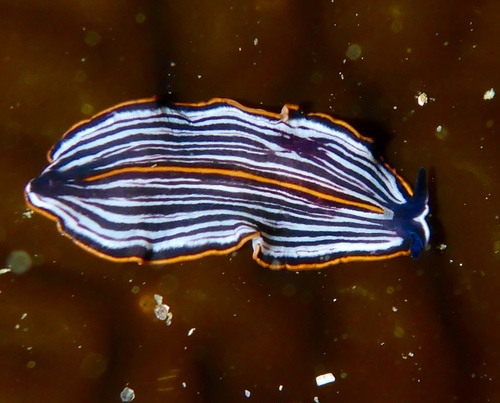 Praestheceraeus bellostriatus (Hyman, 1953)