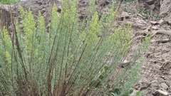 Salsola daghestanica