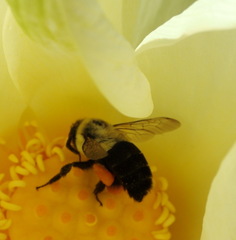 Bombus impatiens image