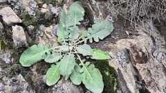 Jurinea ruprechtii