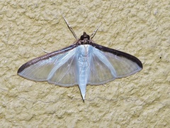 Cydalima laticostalis