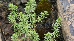 Galium brachyphyllum