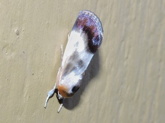 Westermannia triangularis