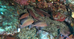 Anthias anthias