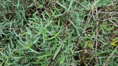 Artemisia daghestanica