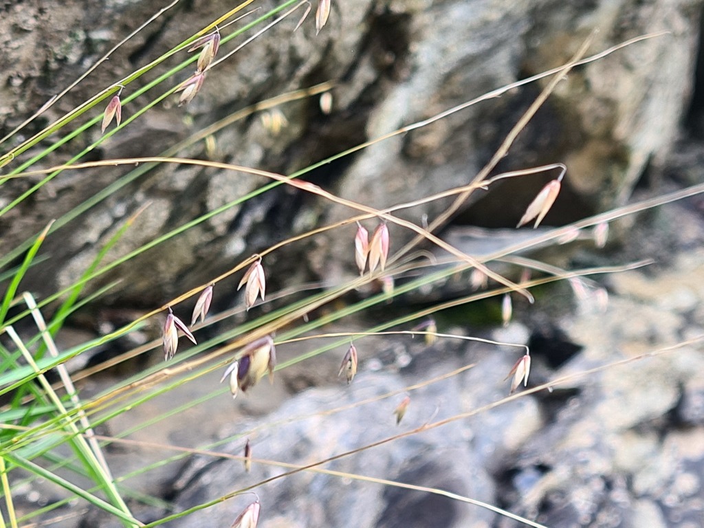 Melica minor
