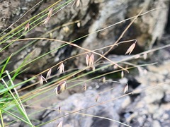 Melica minor