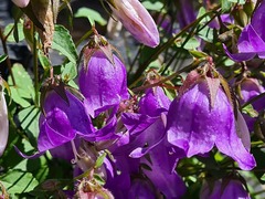 Campanula kolenatiana