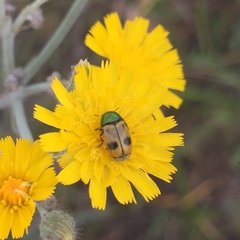 Cryptocephalus laetus