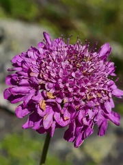 Scabiosa owerinii