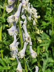 Aconitum orientale