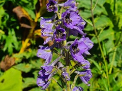 Delphinium fedorovii