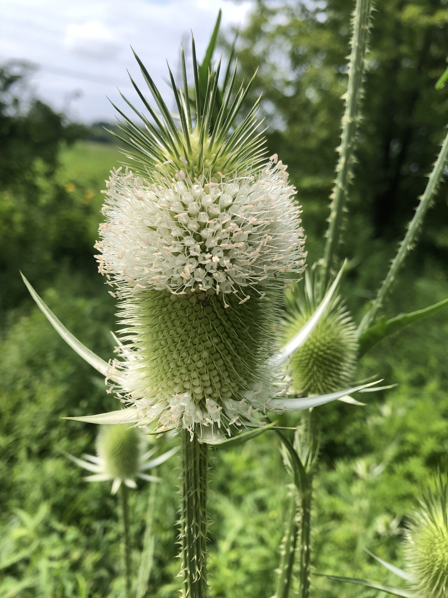 Dipsacus laciniatus
