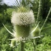 Cutleaf Teasel - Photo (c) Lily Rice, some rights reserved (CC BY-NC), uploaded by Lily Rice