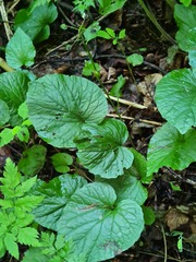 Pachyphragma macrophyllum