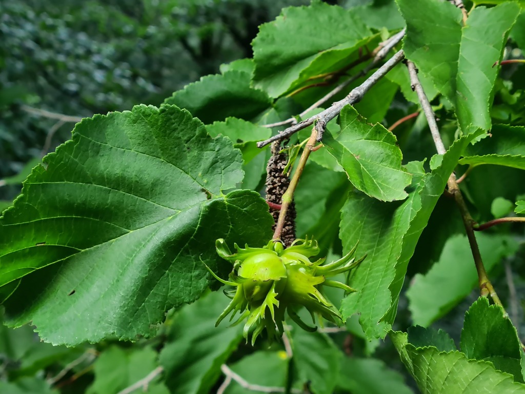 Corylus colurna