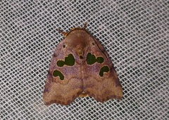 Xenochroa chlorostigma