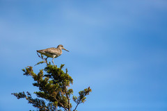 Tringa semipalmata semipalmata