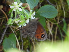 Erebia styx