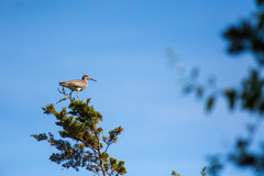Tringa semipalmata semipalmata