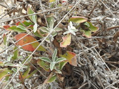 Froelichia xantusii