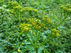 Jacobaea othonnae