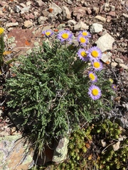 Erigeron pinnatisectus
