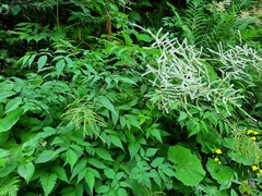 Aruncus sylvester sylvester