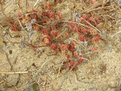 Portulaca californica