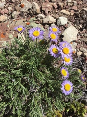 Erigeron pinnatisectus