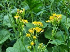 Caucasalia macrophylla