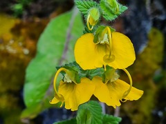 Rhynchocorys orientalis