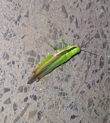 Oxya hyla