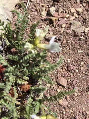 Oxytropis borealis viscida