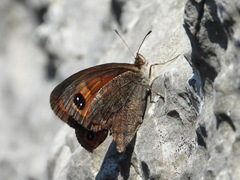 Erebia styx