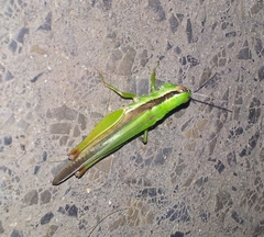 Oxya hyla