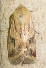 Heliothis scutuligera