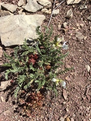 Oxytropis borealis viscida