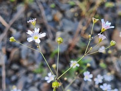 Gypsophila elegans