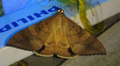 Oxyodes