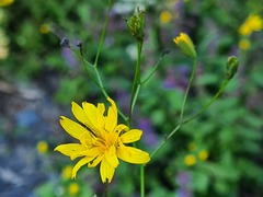 Lapsana communis intermedia