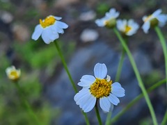 Tanacetum leptophyllum