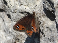 Erebia styx