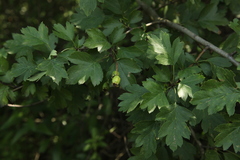 Crataegus monogyna